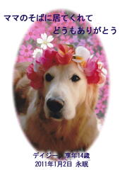デイジーちゃんのメモリアル写真　ペット葬儀日：２０１１年１月３日　千葉県よりご依頼